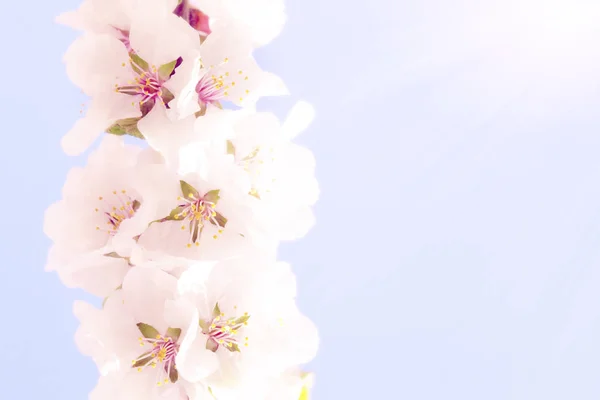 Blooming sacura or cherry tree over blue sky — Stock Photo, Image