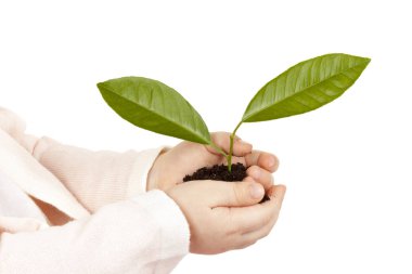 Çocuğun elleri ile yeşil bitki izole