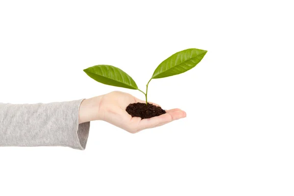 Mão de criança com planta verde isolada — Fotografia de Stock