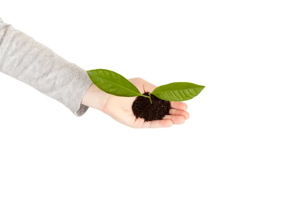 Mão de criança com planta verde isolada — Fotografia de Stock