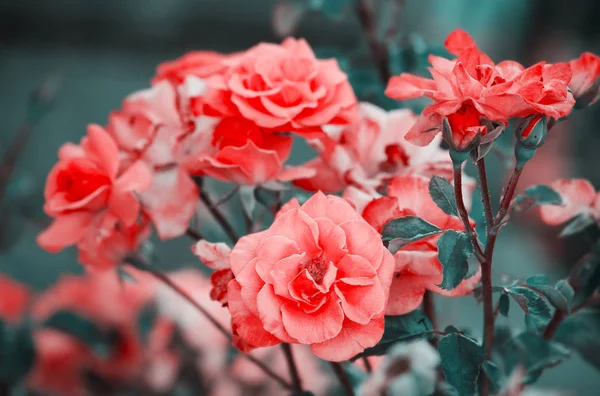Bushes of pink roses on natural background — Stock Photo, Image