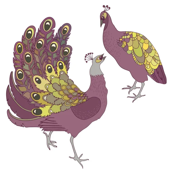 Dos Pájaros Pavo Real Exóticos Aislados Ilustración Vectorial — Vector de stock