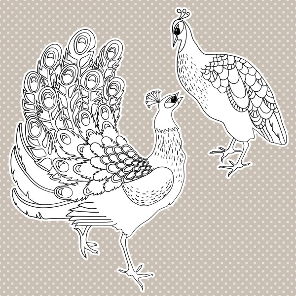 Two isolated exotic peacock birds. Vector illustration