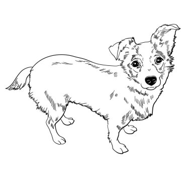 Köpeğin vektör çizimi. Siyah ve beyaz