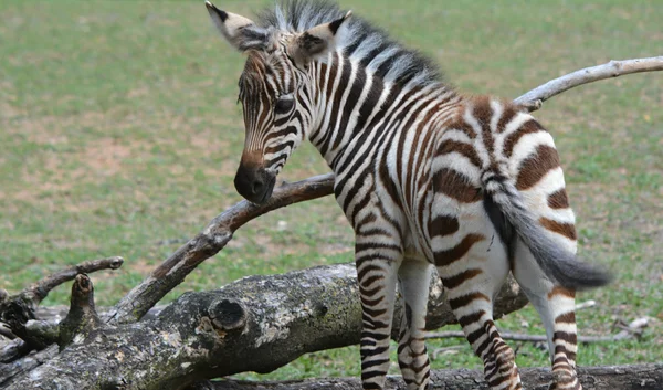 Baba Zebra tevékenység — Stock Fotó