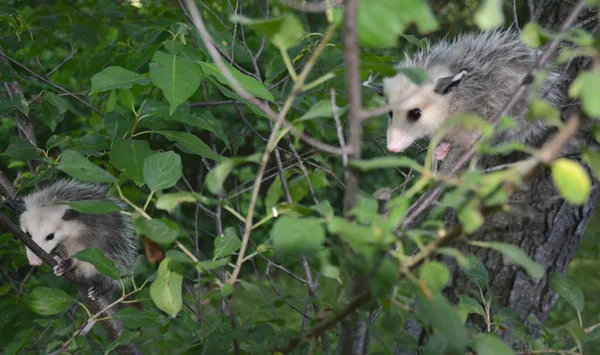 Νέοι Opossums κούρνιασμα στο φύλλωμα — Φωτογραφία Αρχείου