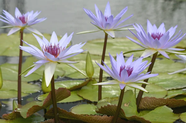 Purple Water Lily Blossoms