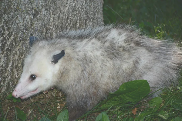 Opossum em movimento — Fotografia de Stock