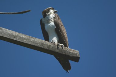Omzunun üzerinden bakarak tüneyen Osprey