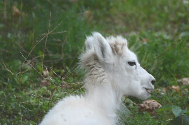 Dall koyun kuzu portresi