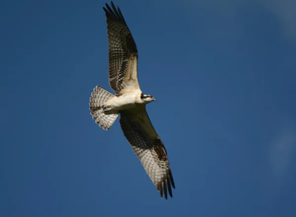 Osprey: Poder do voo — Fotografia de Stock