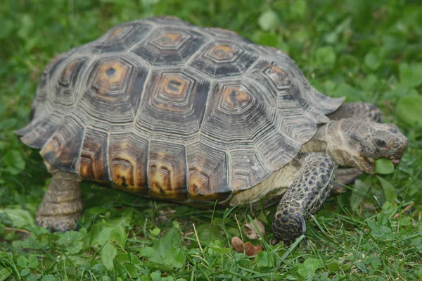 Grazing Galapagos Tortoise — Stock Photo, Image