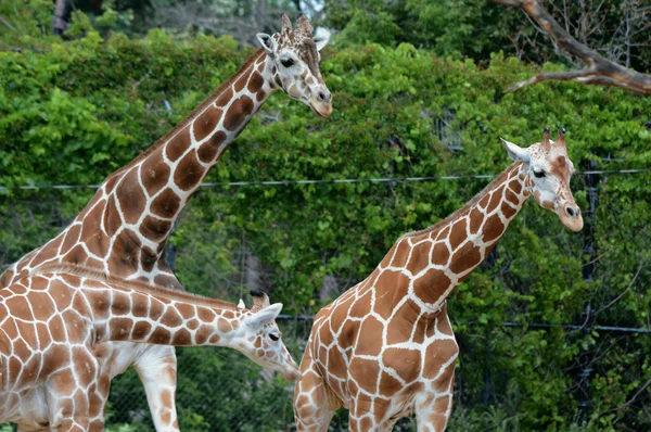 Una giraffa di famiglia — Foto Stock