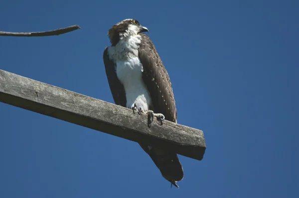 Κούρνιασμα Osprey που αναζητούν πάνω από τον ώμο — Φωτογραφία Αρχείου