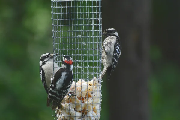 Suet Feeding Downy Woodpeckers — Stock Photo, Image