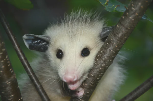 Ein Baby-Opossum-Porträt — Stockfoto