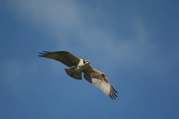Majestoso High Soaring Osprey — Fotografia de Stock