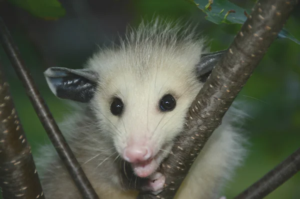 Baby Opossum портрет Стокова Картинка