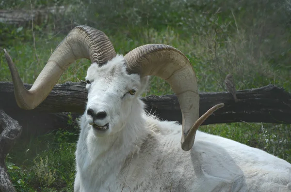 Dall Sheep Ram Cameo — Stock Photo, Image