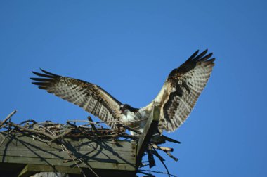  Hızlı iniş Osprey