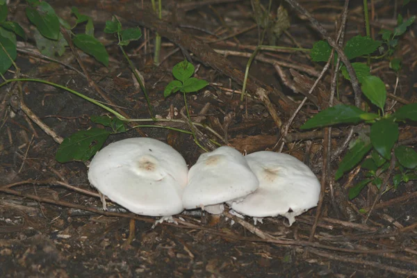 Trio de Toadstools brancos — Fotografia de Stock