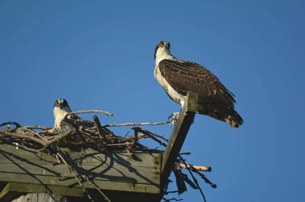 Twee jonge visarenden zitstokken op een Nest — Stockfoto