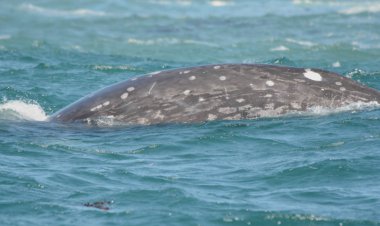 Gri balina yüzey - Oregon Central Coast