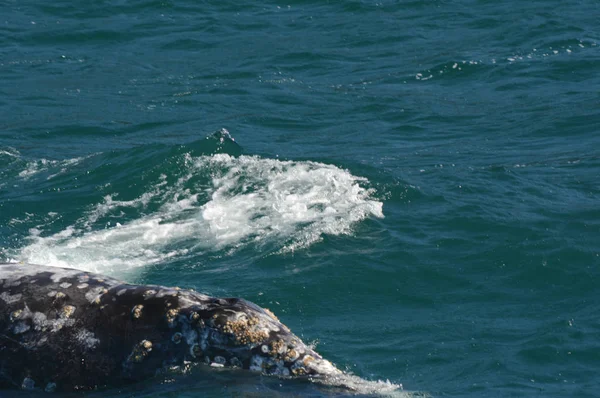 Grauwal aufgetaucht - depoe bay, oregon — Stockfoto
