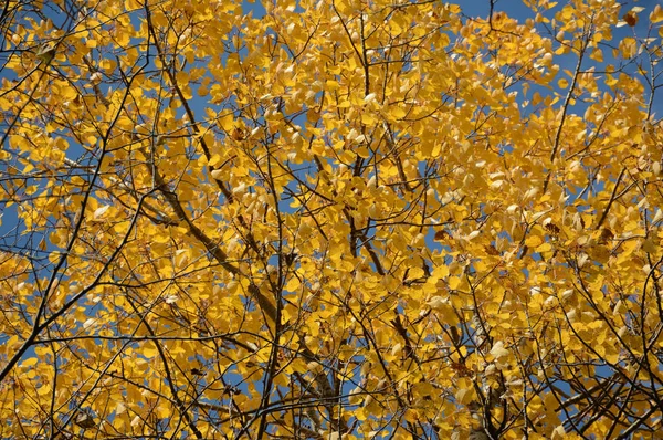 Golden Tree Canopy On Blue Sky