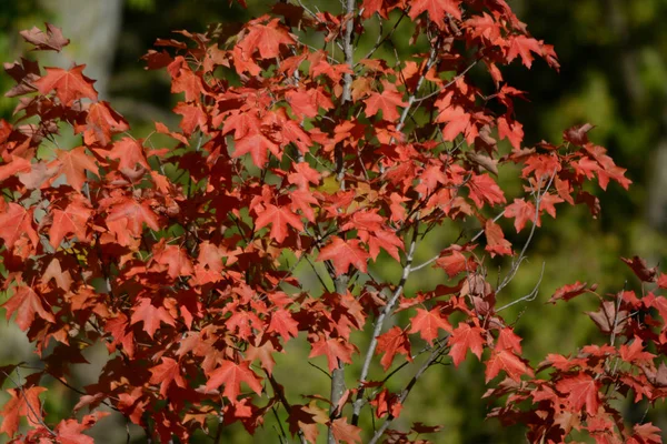Jeune érable rouge - sommet de l'automne — Photo