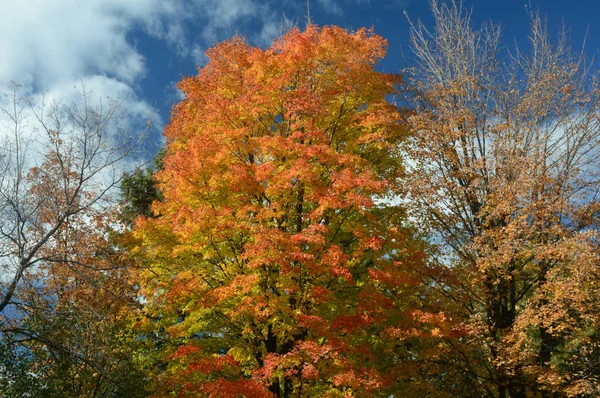 秋季枫树博览会-明尼苏达州 — 图库照片