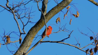 Sonbahar Cardinal Vista perching
