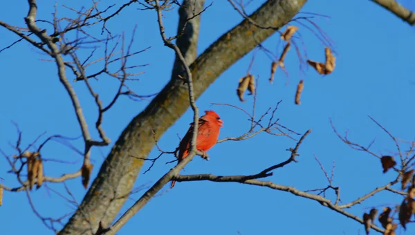 Perching jesień kardynał Vista — Zdjęcie stockowe