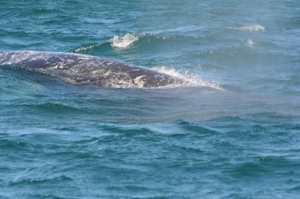 Surfaced Gray Whale In Depoe Bay - Central Oregon Coast — Stock Photo, Image