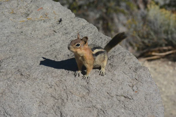 Estudo de Esquilo Terrestre de Manto Dourado - Parque Nacional do Lago da Cratera — Fotografia de Stock