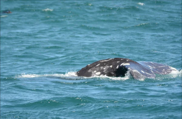 Surfacing Young Gray Whale - Depoe Bay, Costa do Oregon — Fotografia de Stock