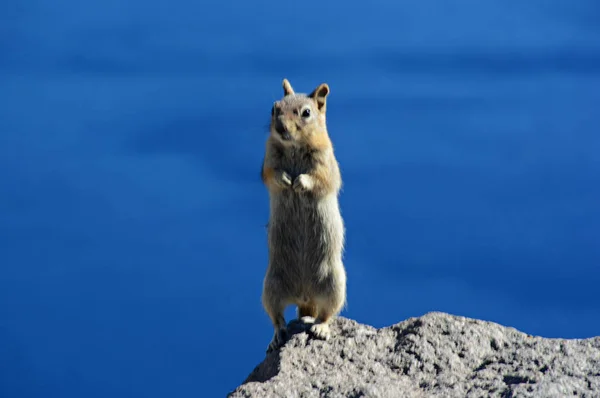 Ground Squirrel On Top Of A Rock - Crater Lake National Park — Stock Photo, Image