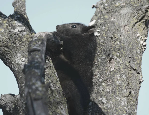 Ardilla negra enclavada en la hendidura de un árbol —  Fotos de Stock