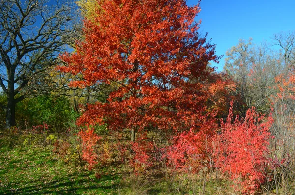 Color de otoño en Sunfish Lake Park - Central Minnesota —  Fotos de Stock