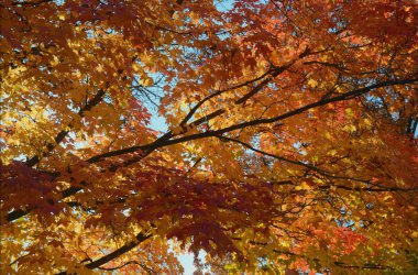 Kırmızı akçaağaç ağaç gölgelik perspektif