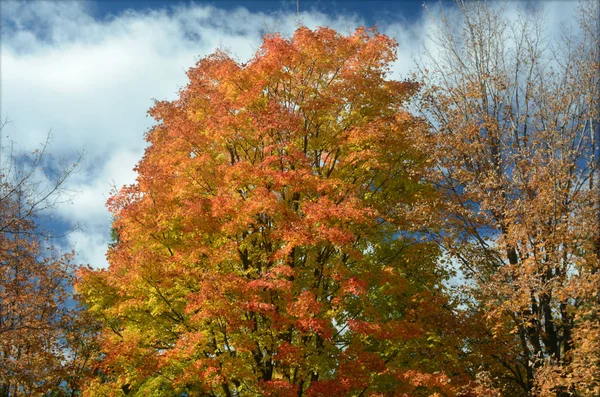 Follaje brillante del árbol del arce del otoño — Foto de Stock