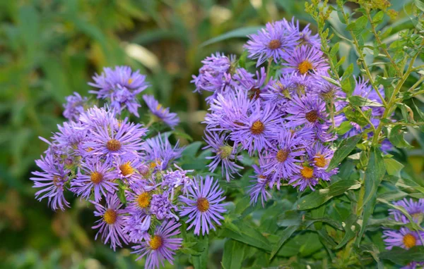 Lila New England Aster virágok — Stock Fotó