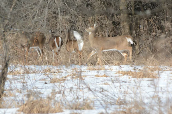 Szarvasok télen Whitetail csinál — Stock Fotó