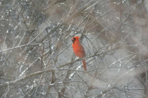 Zacieniowane zimowym kardynał badania — Zdjęcie stockowe