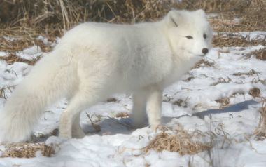 Arctic Fox In Winter Habitat clipart