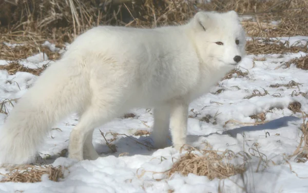 Arctic Fox om vinteren habitat - Stock-foto
