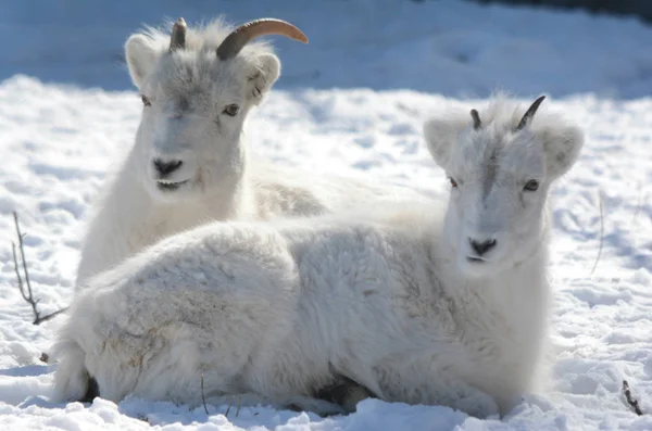 Vinter Vista - snöfår tackor och lamm — Stockfoto