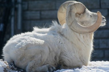 Dall koyun Ram Sunning kış