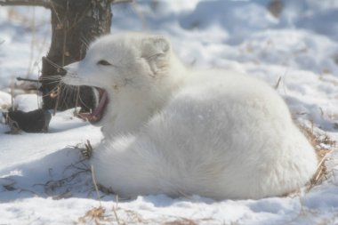Winter Awakening Arctic Fox Study clipart