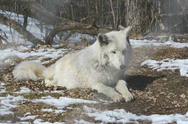 Zimním odpočinku šedý Vlk — Stock fotografie